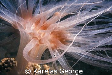 Alysia Myrabilis, gulf of Patras, night dive, Nikonos V m... by Karelas George 